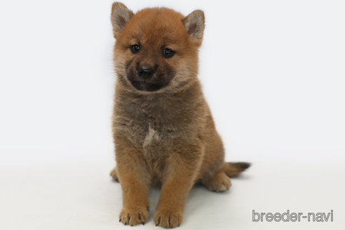 成約済の神奈川県の柴犬-292331の1枚目